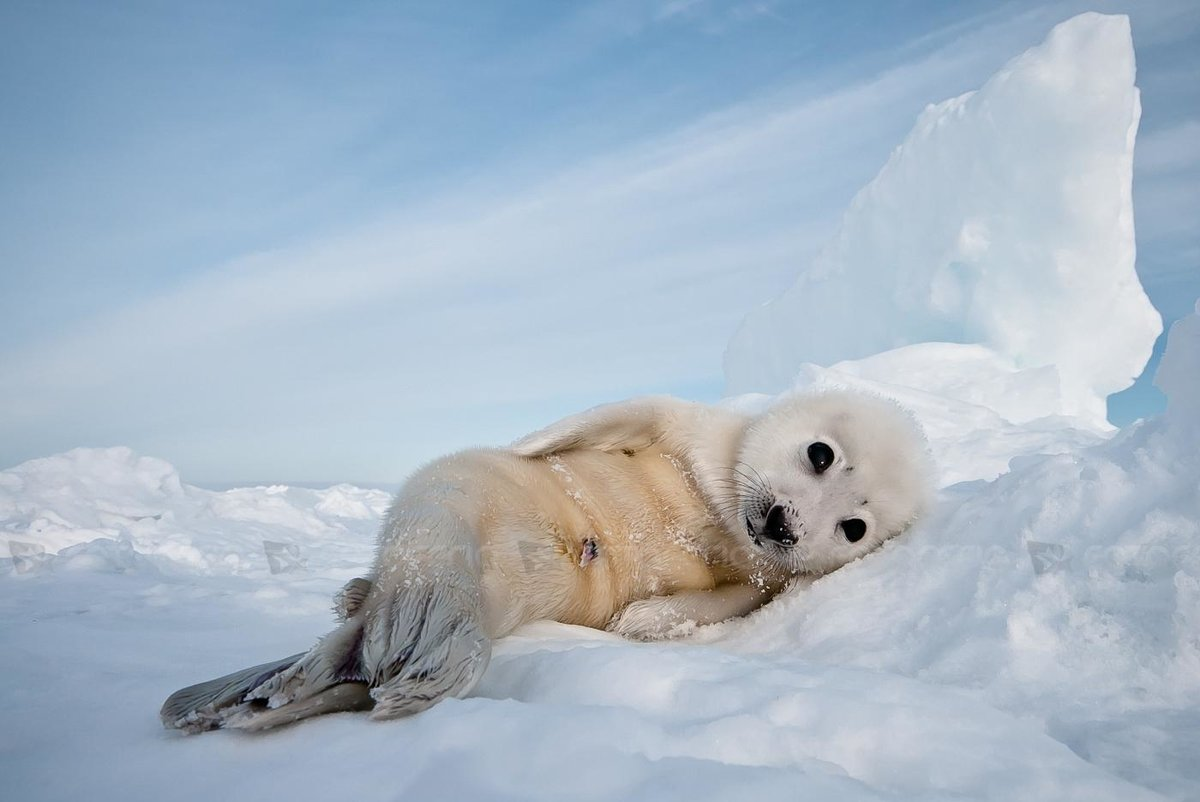 harp seal - Milota, Snow, The photo, Seal, Young