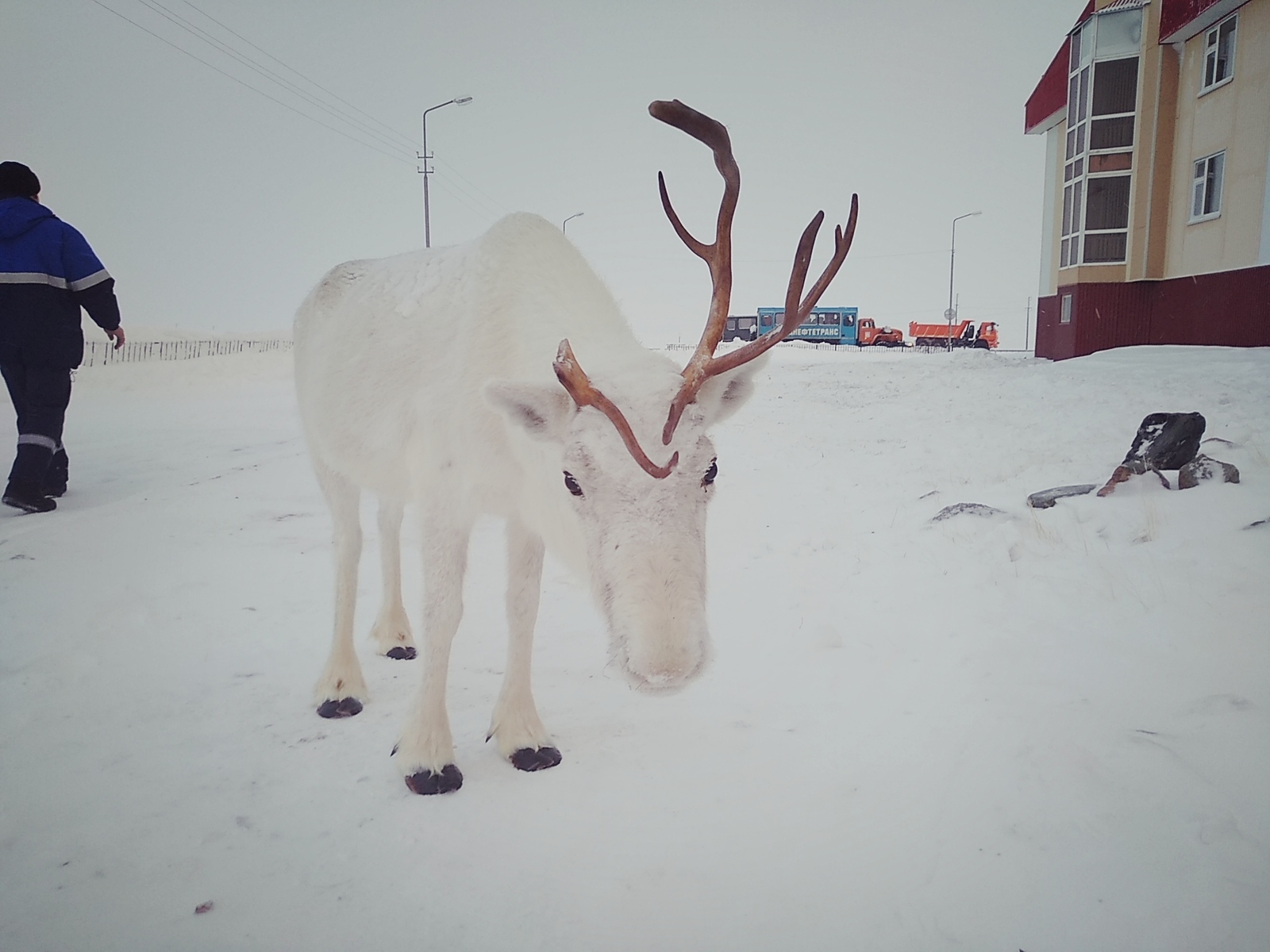 Inhabitants of the north - Reindeer, Arctic, Longpost