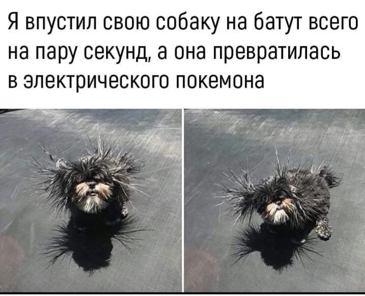 Dog and trampoline)) - Dog, Trampoline, Static electricity