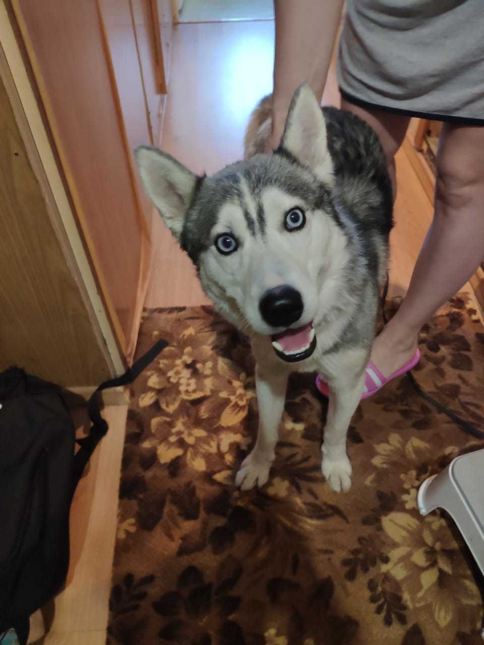 We are looking for new owners for the foundling Husky - My, In good hands, Husky, Help, Moscow, Chertanovo, Longpost, Dog, Lost, No rating