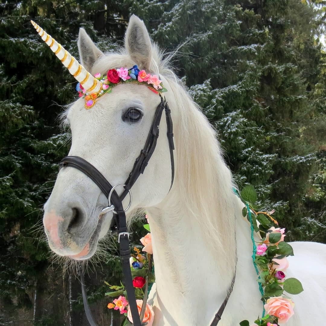 A unicorn has appeared in our equestrian club - My, Horses, Unicorn, Oryol Trotter