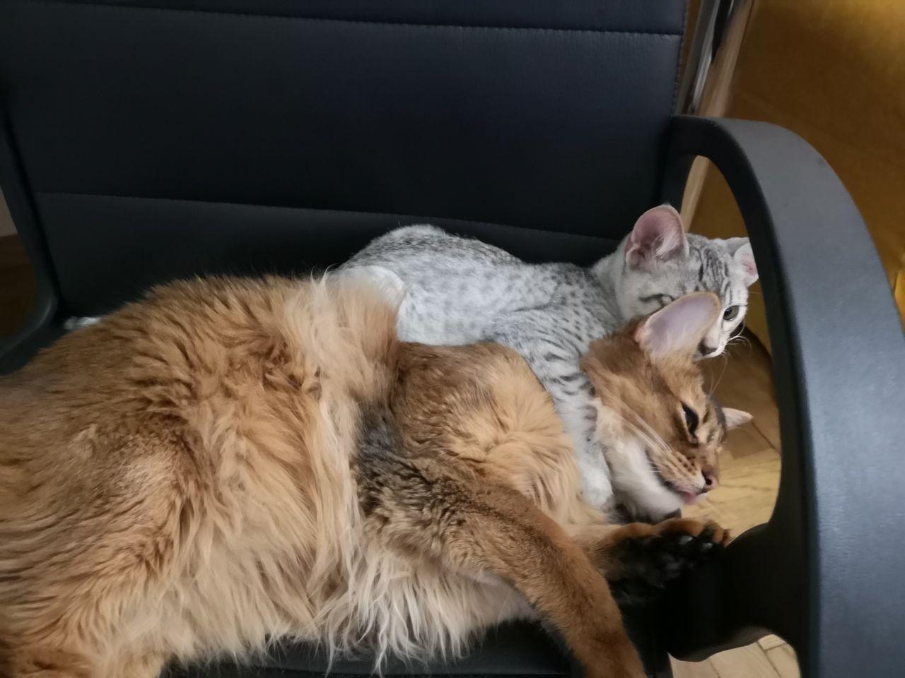 My cat was taken hostage! - My, cat, somali cat, Egyptian Mau, Longpost