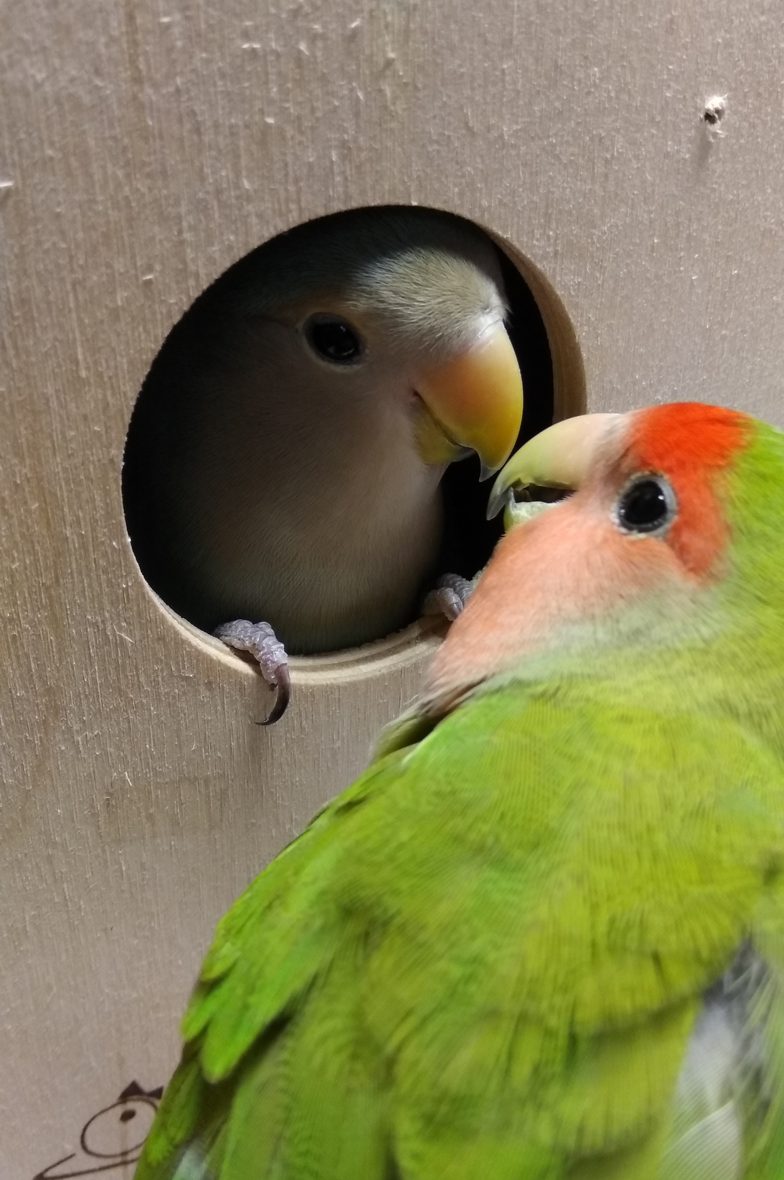 От яйца до птенца — секреты размножения попугаев