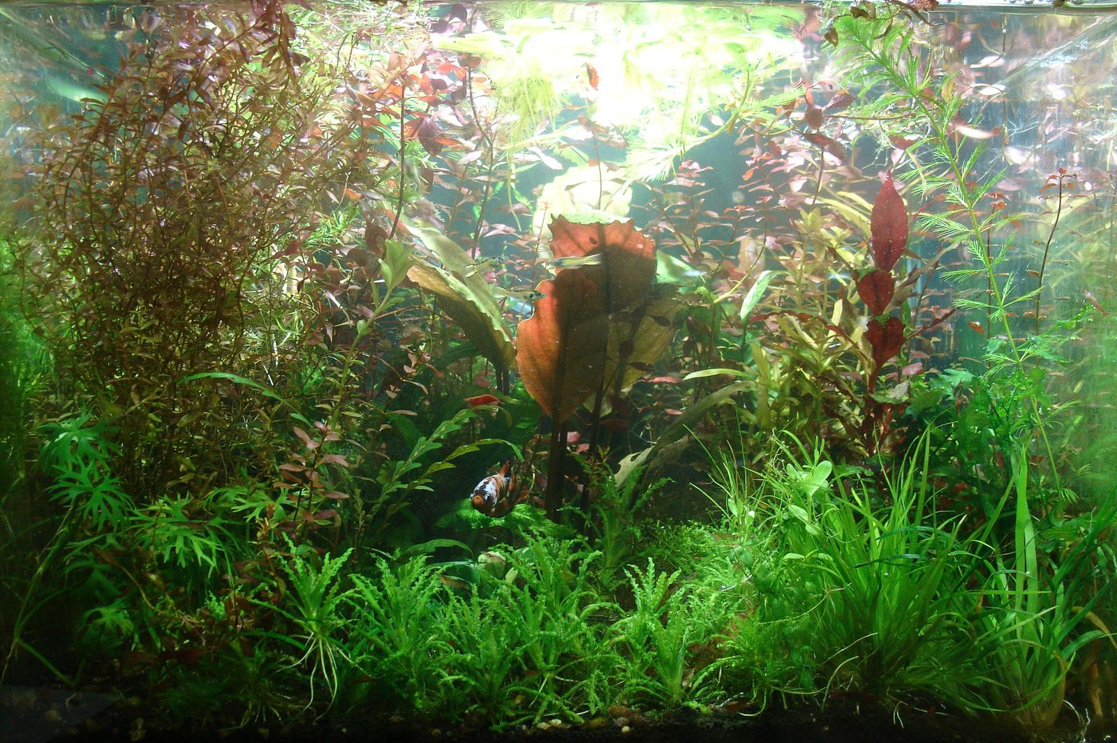 Thicket - My, Aquarium, Aquarium plants, Cockerel fish, Animals