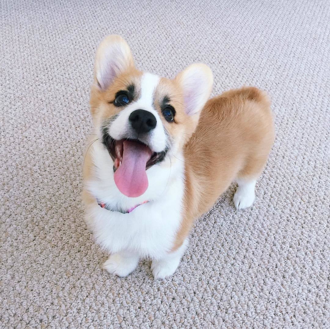 Just a shortbread - Corgi, Language, Dog