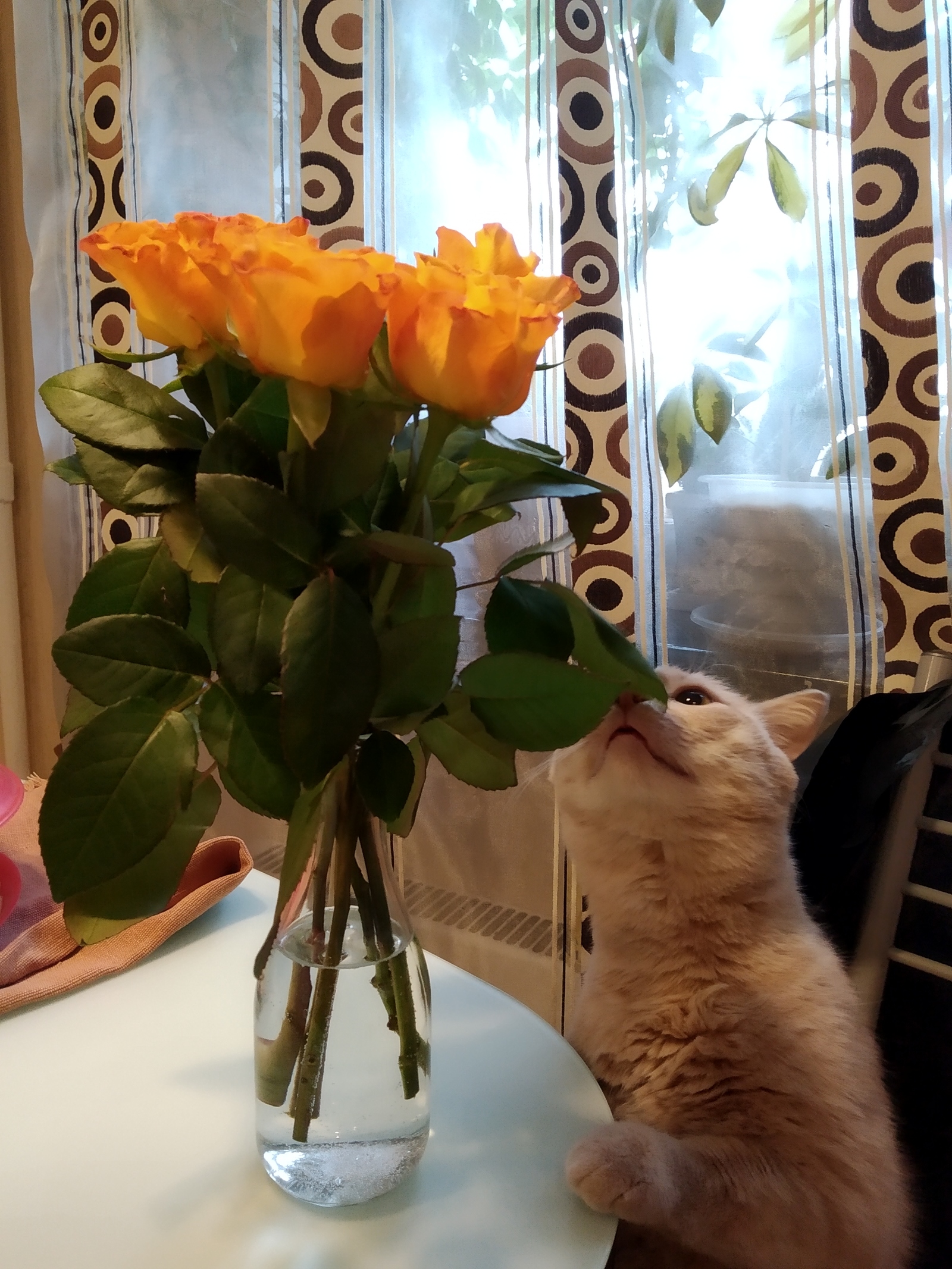 Kittens congratulate on International Women's Day! - My, cat, Flowers, March 8