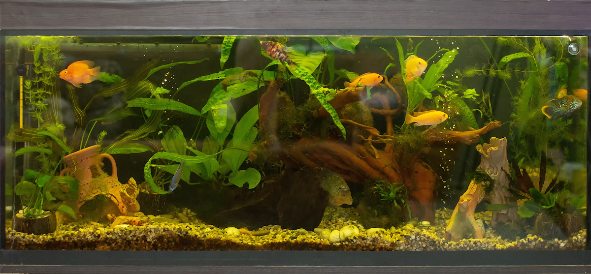 Cichlid with live plants - My, Aquarium, Cichlids, American cichlids, , Longpost, Aquarium herbalist