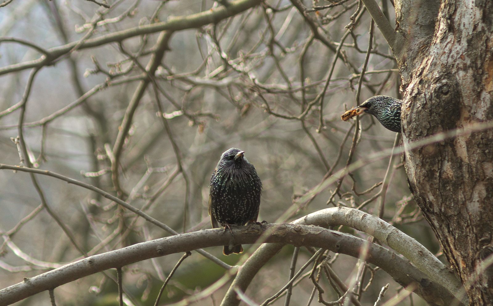 Arrived. - Birds, Starling, Spring, The photo, Longpost