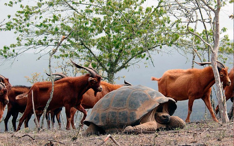 The story of how Ecuador fought against wild goats - My, Ecuador, Galapagos Islands, , Ecological catastrophy, , Video, Longpost