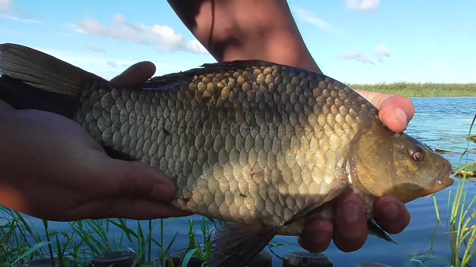 Summer fishing on a float - My, Fishing, Bream, Carp, Float, Float fishing, Video, Longpost, Fishing rod