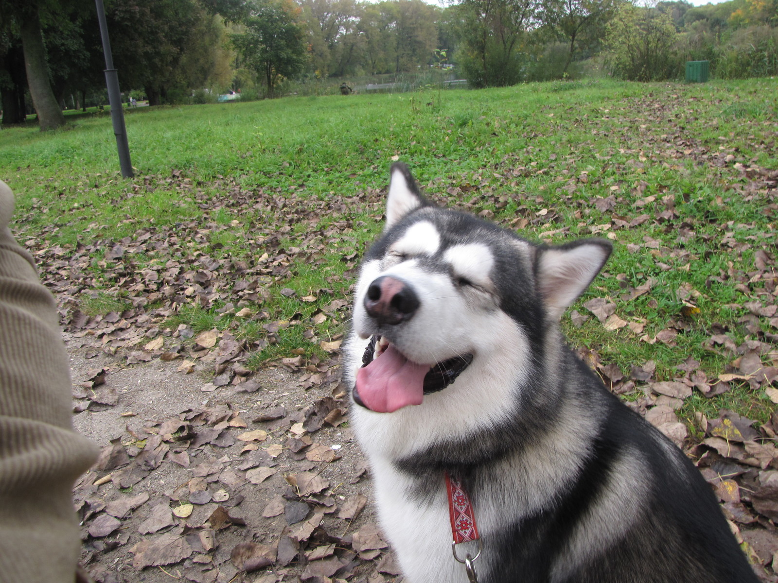 Get on, son! Mom is furious - My, Alaskan Malamute, Dog, Training, Video, Longpost