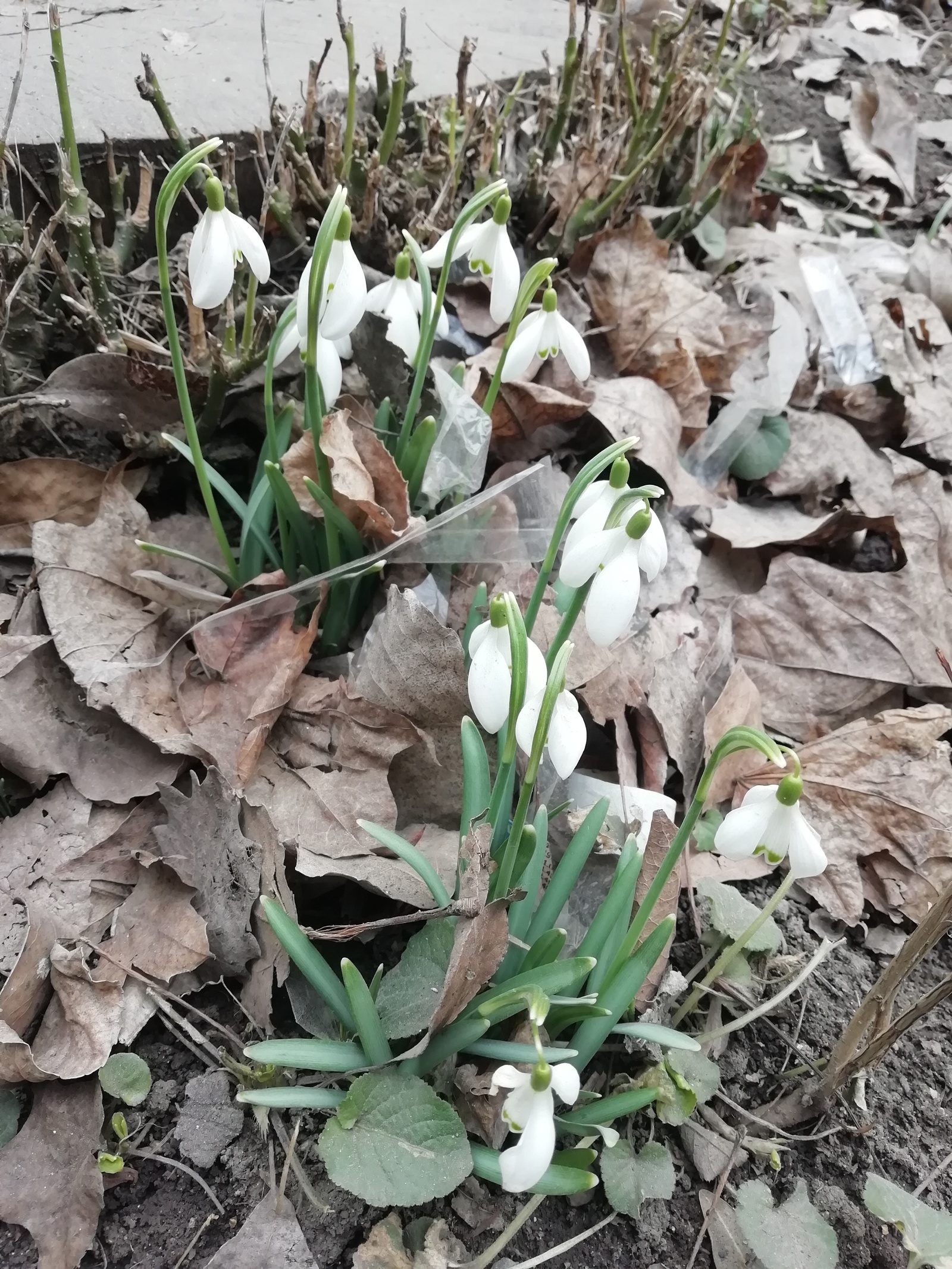 And it's spring in Yeysk! - My, Spring, Snowdrops, Maslenitsa, Yeisk, Longpost, Snowdrops flowers