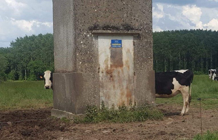 Peekaboo cow - Cow, , Animals, Humor