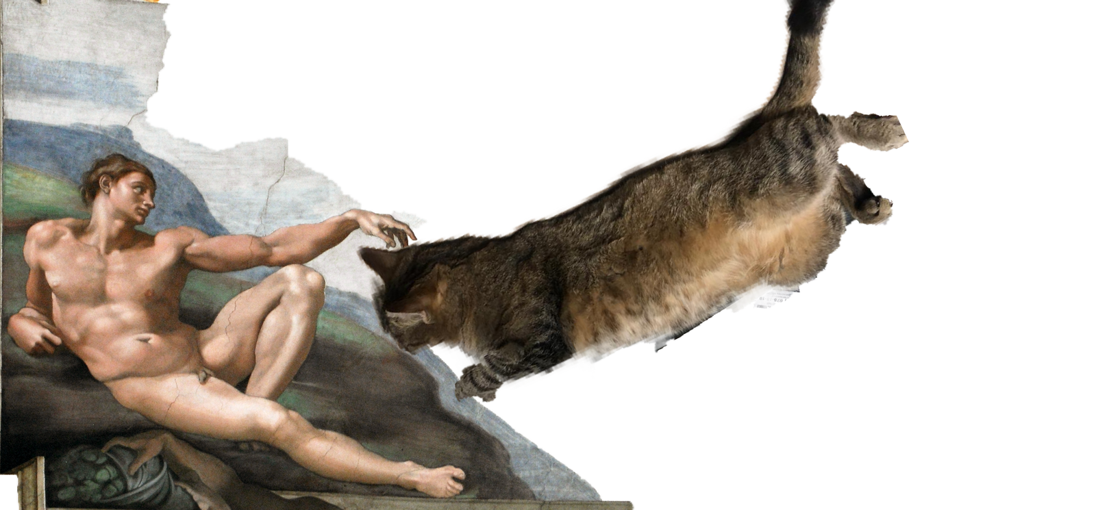 A friend sent a photo of a cat, and away we go - My, cat, Photoshop master, Longpost