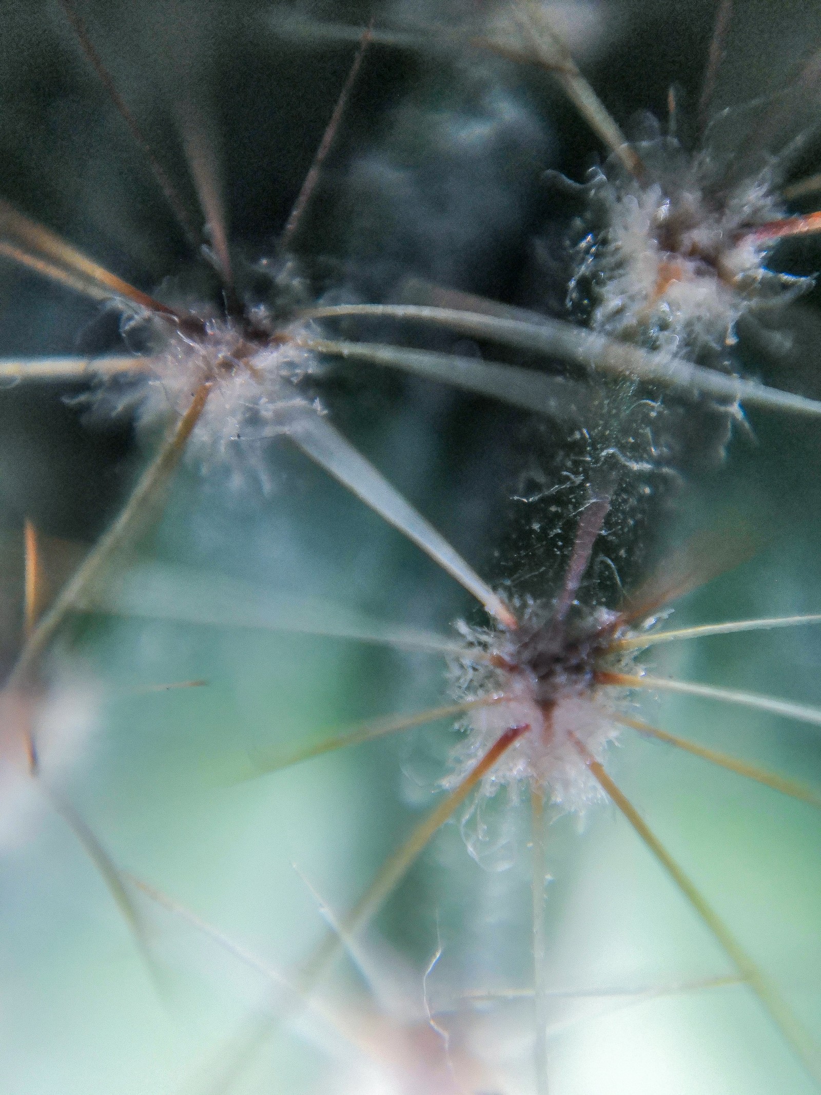 Macro photography with the help of improvised means! - My, Life hack, Macro photography, Longpost, The photo, Laser pointer, With your own hands