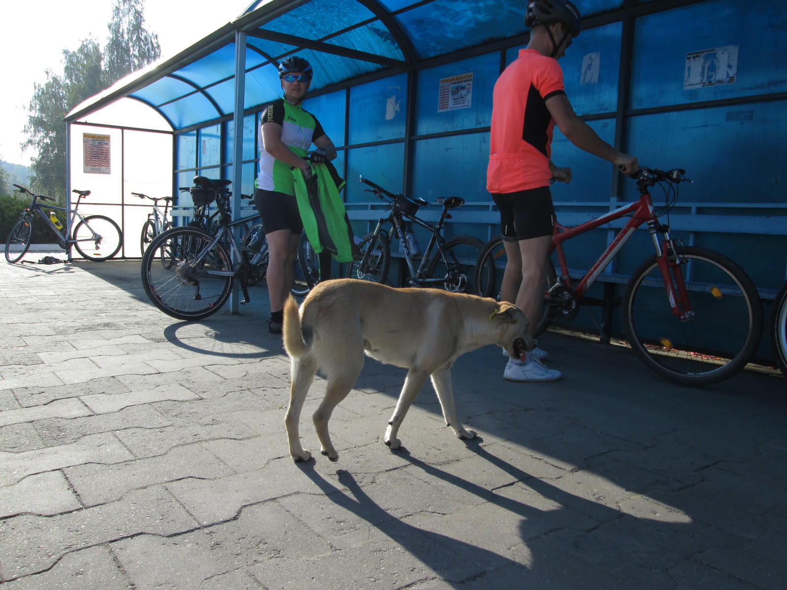 A dog who was a cyclist in a past life - My, Dog, A bike, Cyclist, Amazing, Longpost