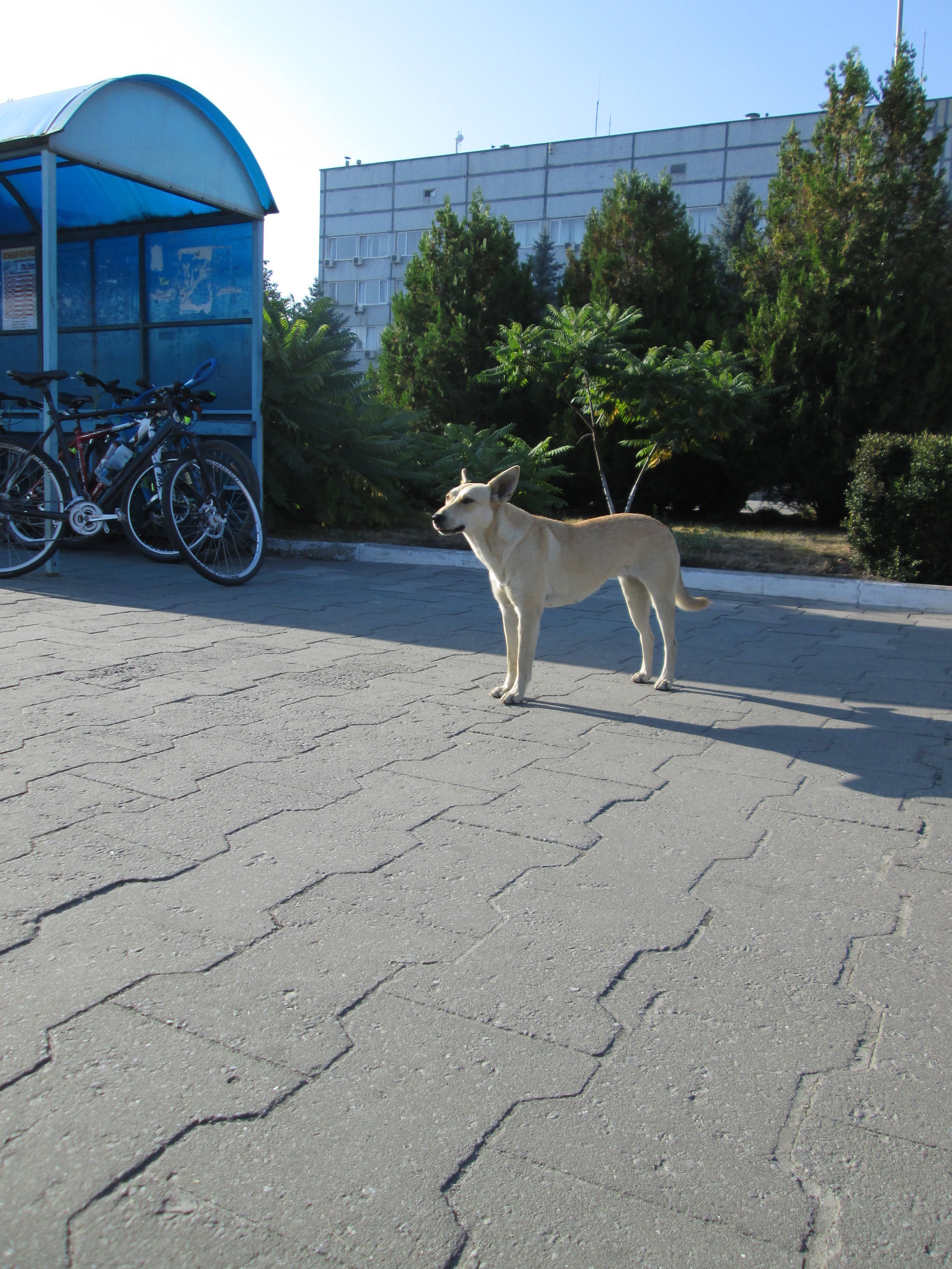 A dog who was a cyclist in a past life - My, Dog, A bike, Cyclist, Amazing, Longpost