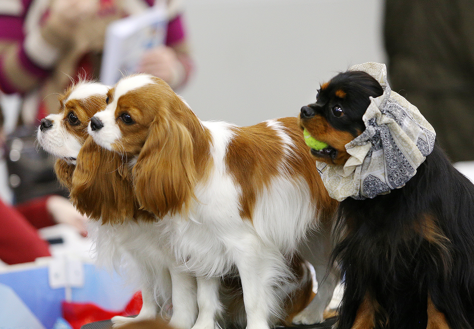 That strange friend in the photo - My, Dog, Animals, The photo, Cavalier king charles spaniel