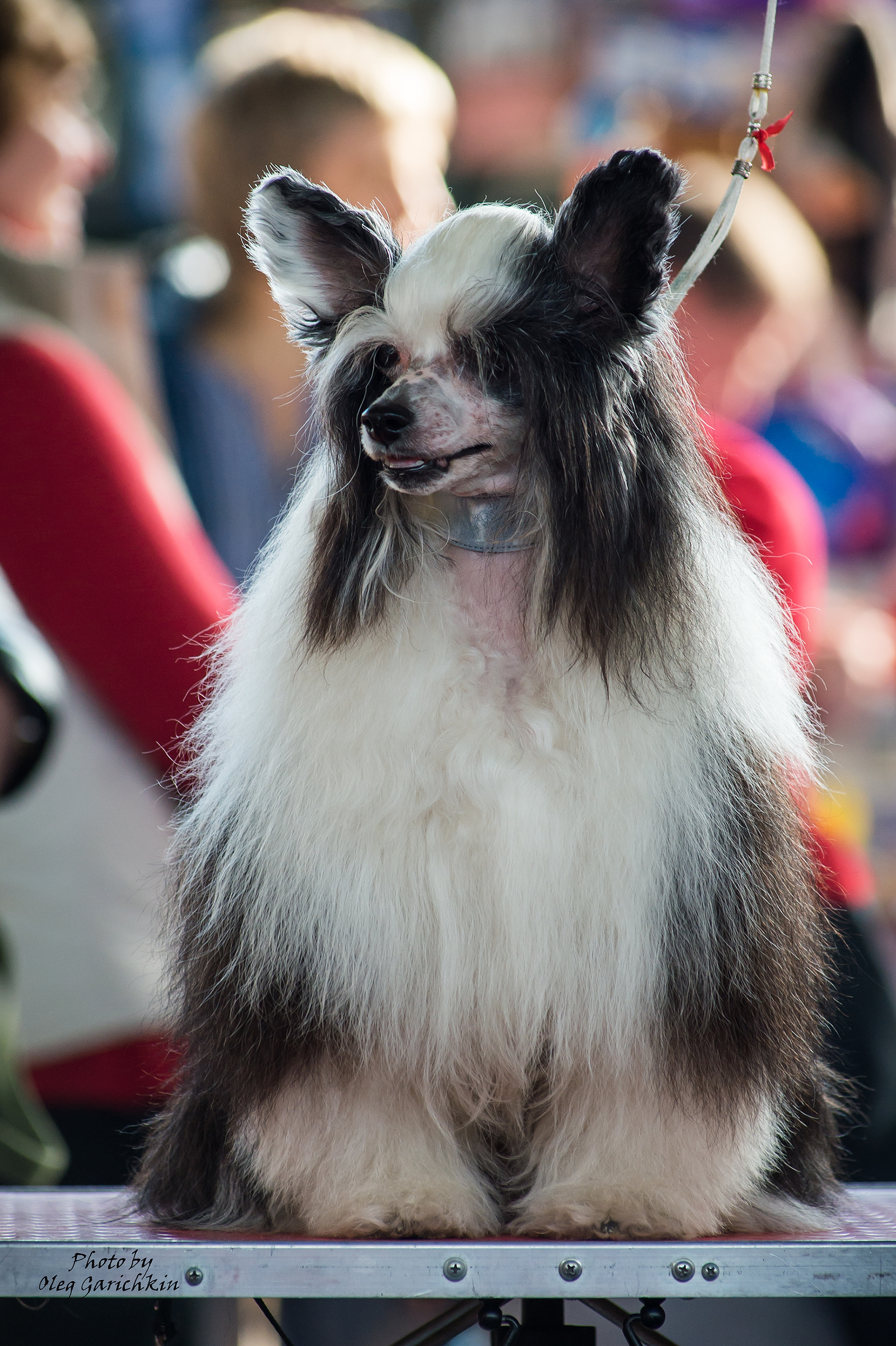 As promised, I continue to publish reportage footage from dog shows held in the South of Russia in 2018 - enjoy watching))) - My, Animals, Dog, Longpost