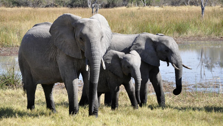 March 13 - National Thai Elephant Day - My, Thailand, Elephants, March, thirteen, Longpost