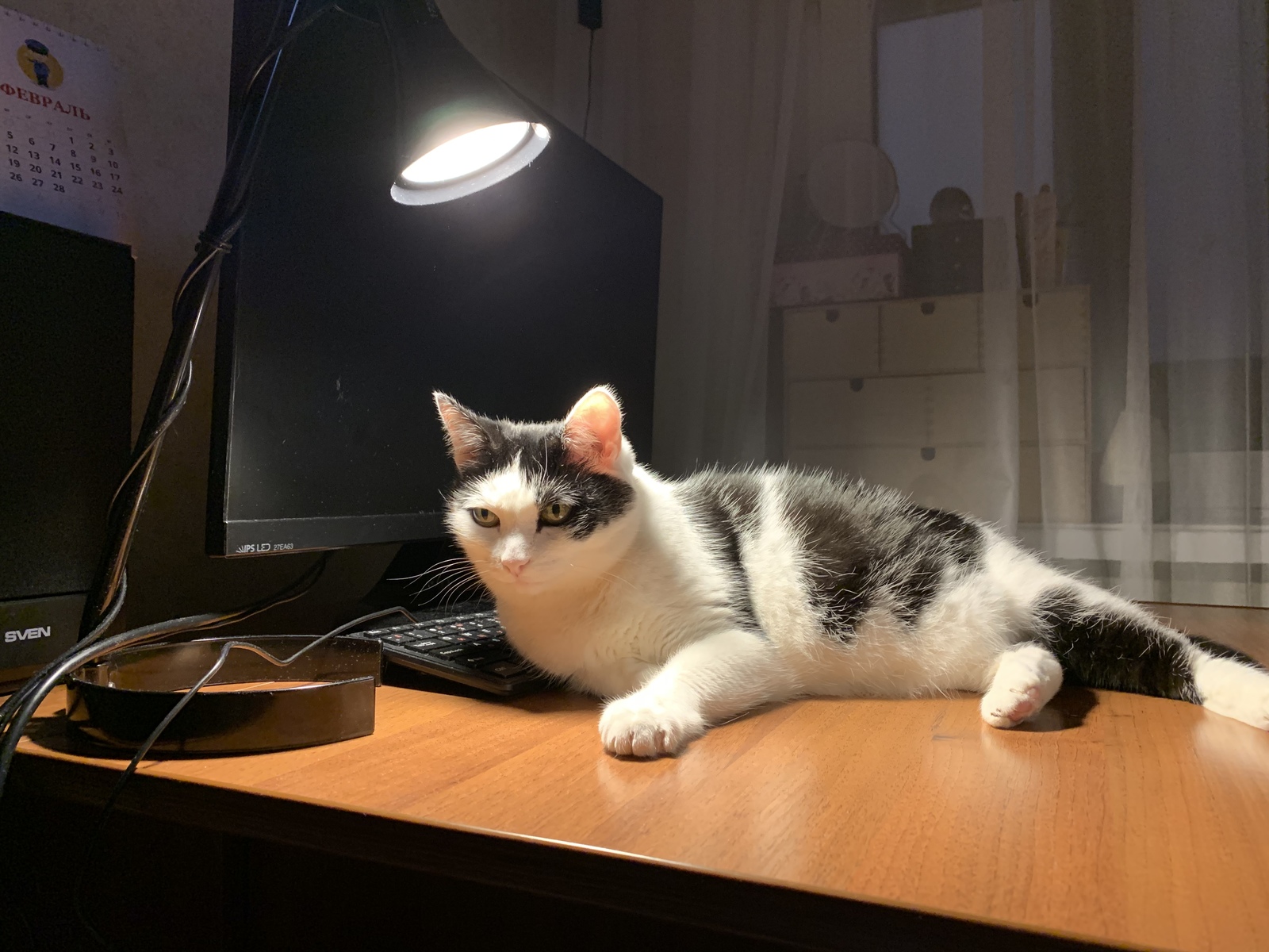 Catolamp - My, , Cat with lamp, Longpost, cat