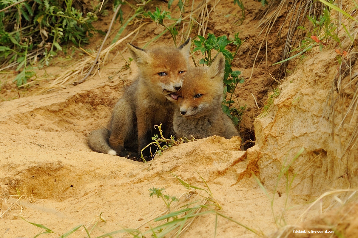 Fox cubs - Fox, Tula region, Longpost, The photo, Fox cubs