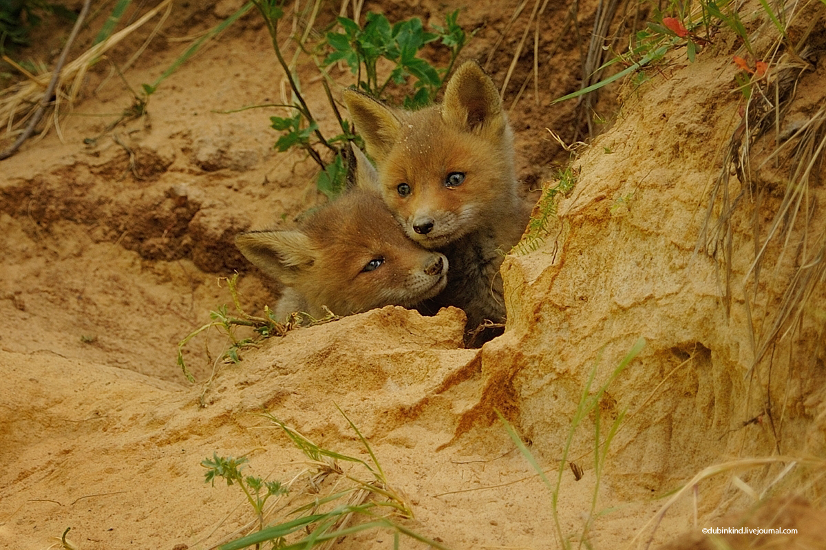 Fox cubs - Fox, Tula region, Longpost, The photo, Fox cubs