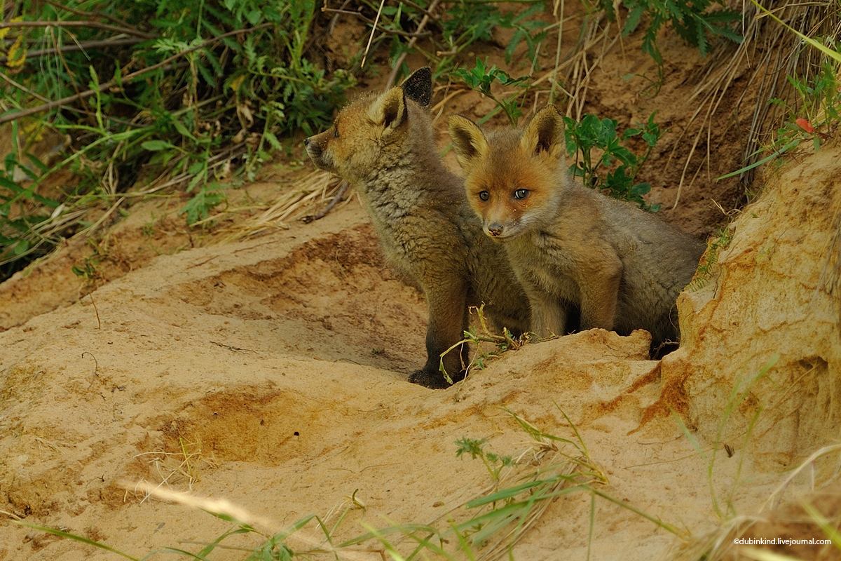 Fox cubs - Fox, Tula region, Longpost, The photo, Fox cubs