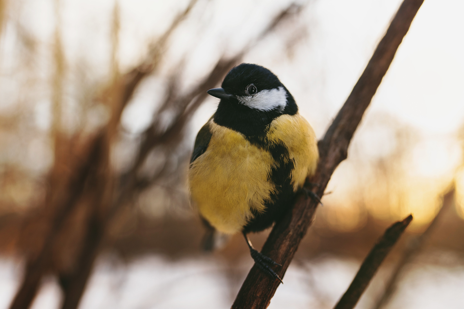 lazy great tit - My, Big, Birds, The photo, Sony alpha, Sigma 35 f14, Neskuchny Garden, Longpost