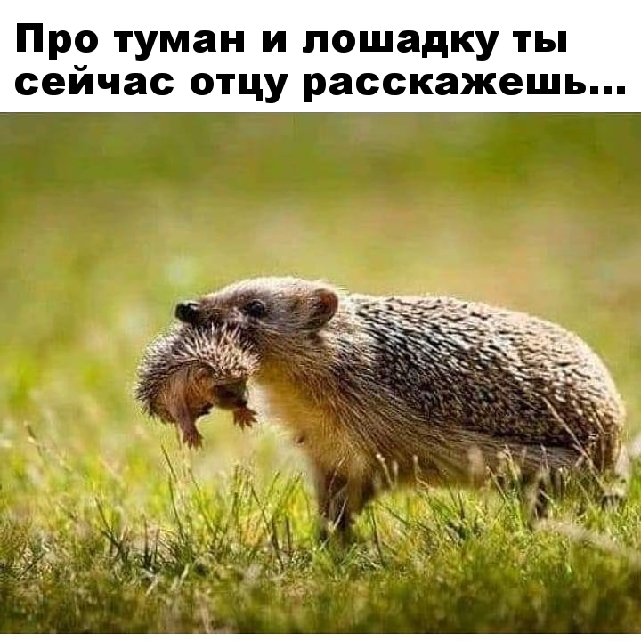 When you come back from the horse and you smell of fog - Hedgehog in the fog, Parents and children, Grass, Summer, Fog, Hedgehog, Milota