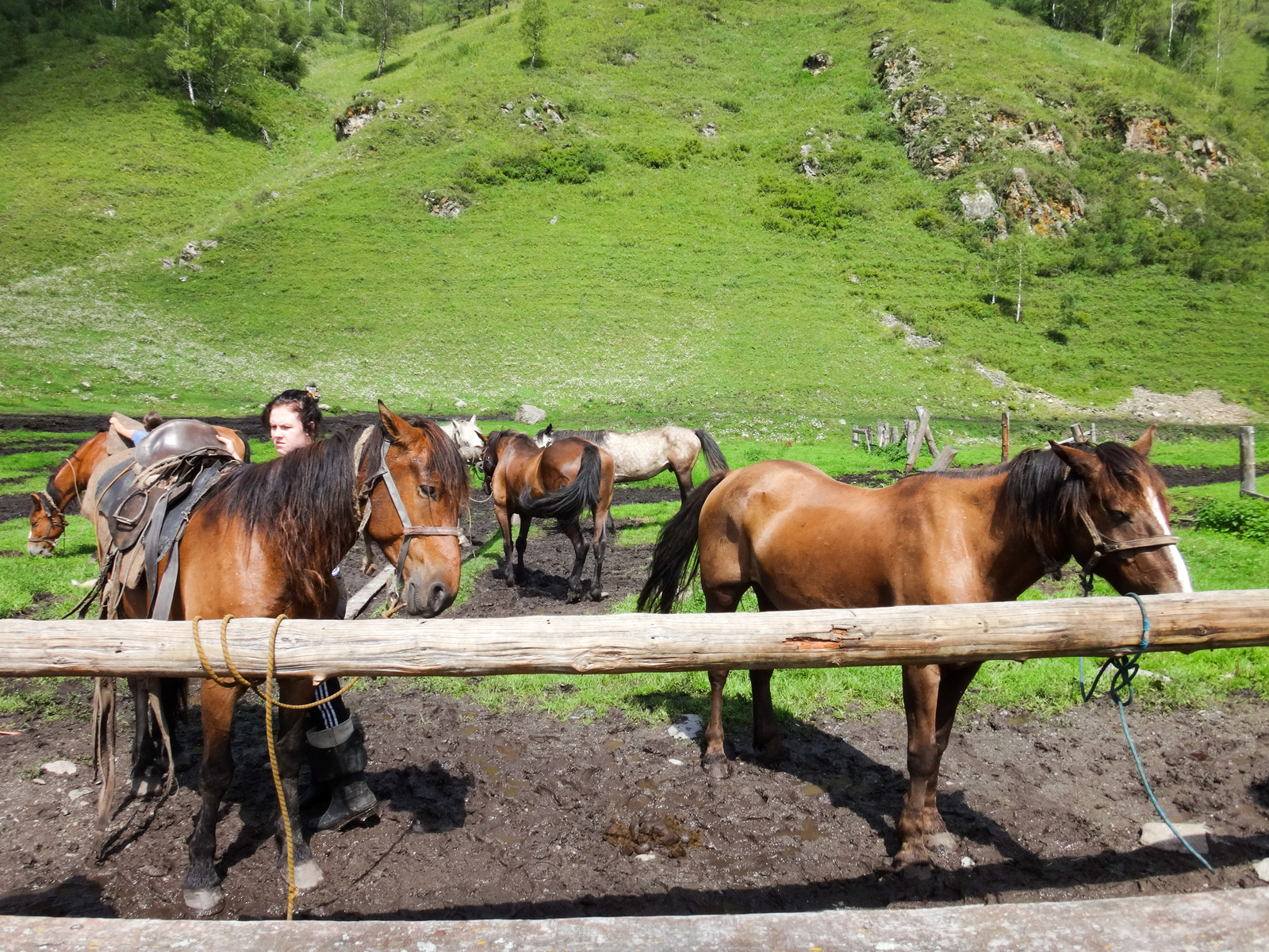 Koony trip across Altai. - My, Hike, The photo, Mountain Altai, Horses, Longpost, Altai Republic