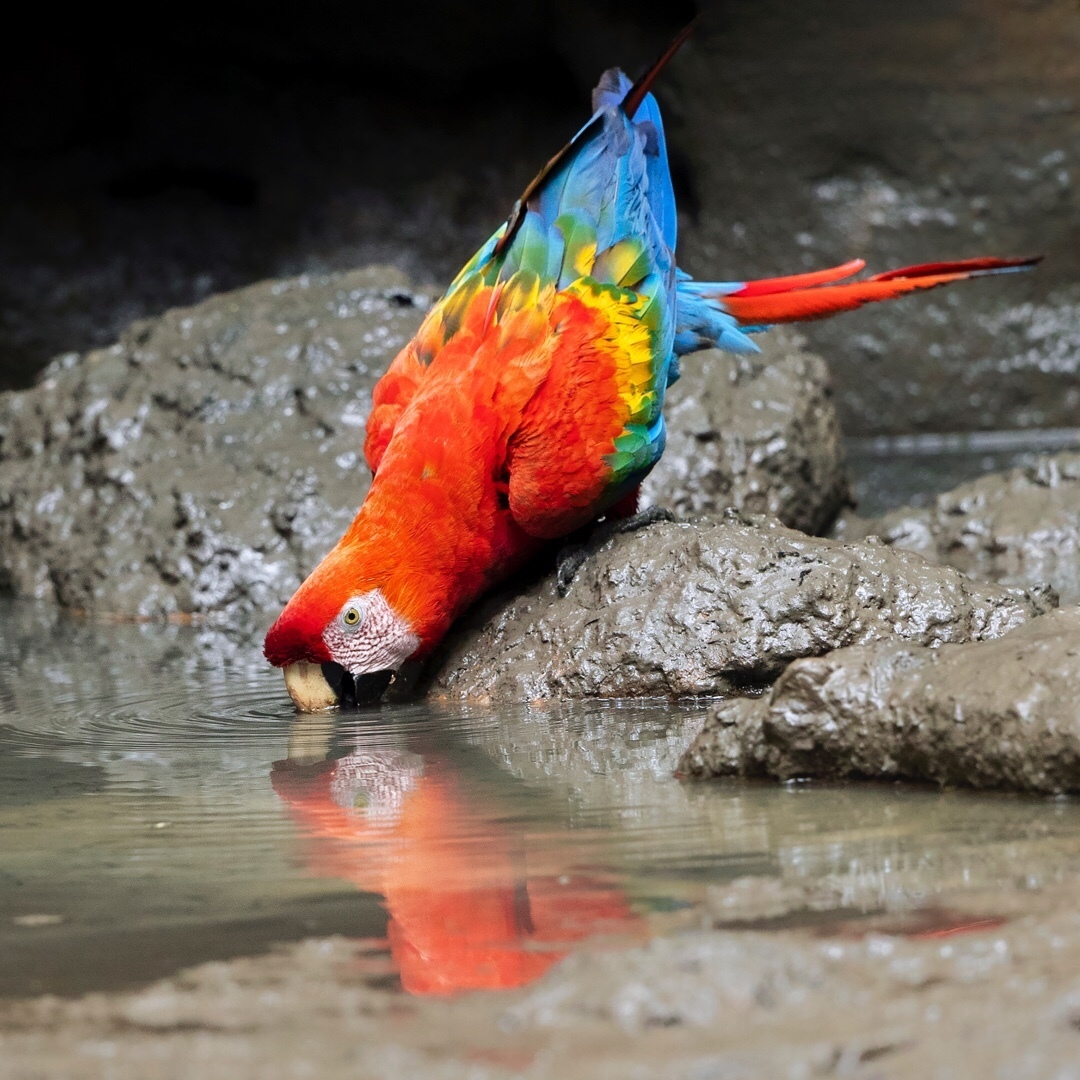 Beautiful birds of India in the pictures of Thirumurti Ra - India, Birds, Animals, Nature, , Longpost, Hummingbird