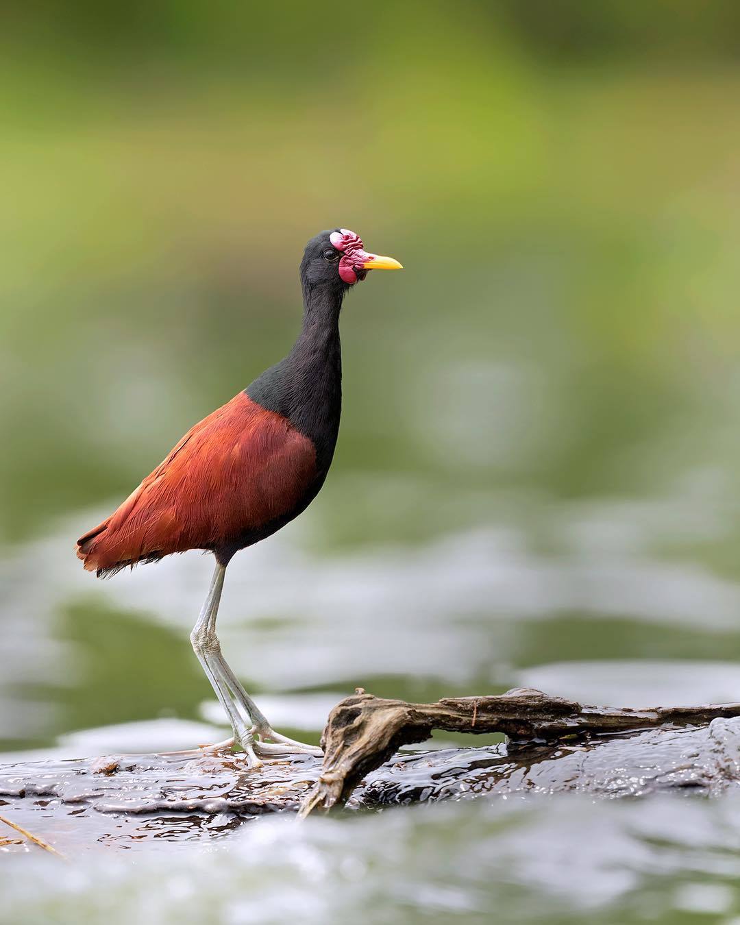 Beautiful birds of India in the pictures of Thirumurti Ra - India, Birds, Animals, Nature, , Longpost, Hummingbird