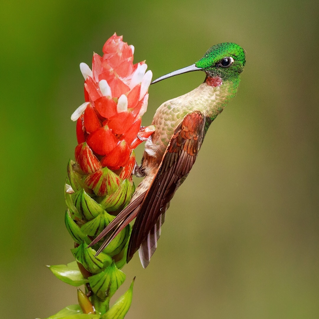 Beautiful birds of India in the pictures of Thirumurti Ra - India, Birds, Animals, Nature, , Longpost, Hummingbird