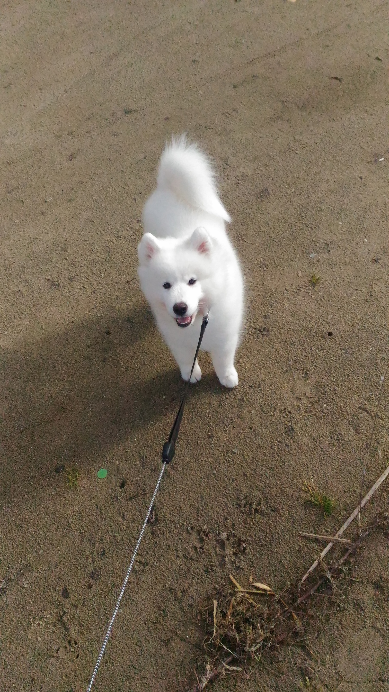 My samoyed dog - My, Samoyed, , Animals, Milota, Longpost