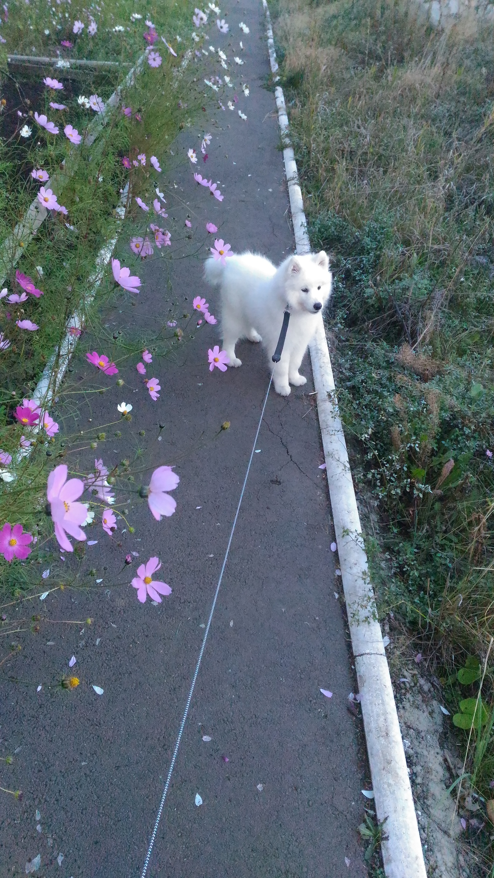 My samoyed dog - My, Samoyed, , Animals, Milota, Longpost