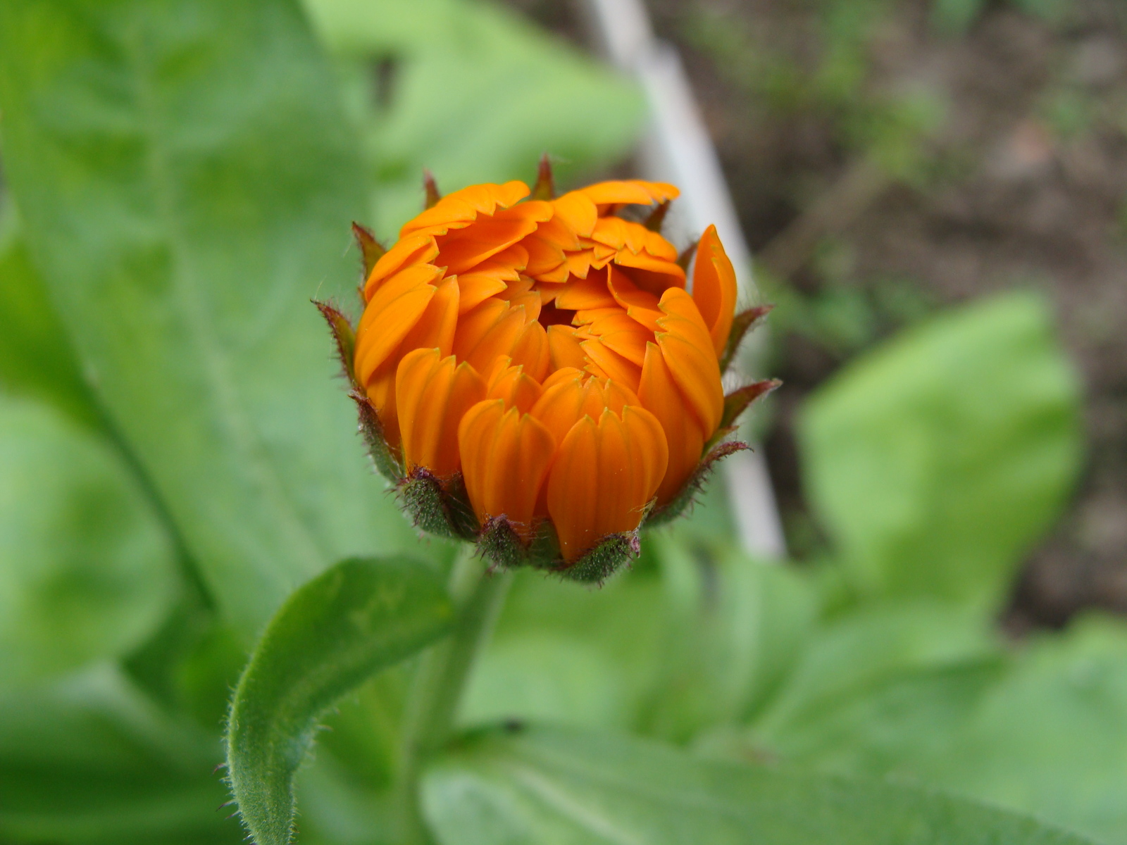 The sun is waking up - My, Nature, Flowers, Calendula, Positive, The photo