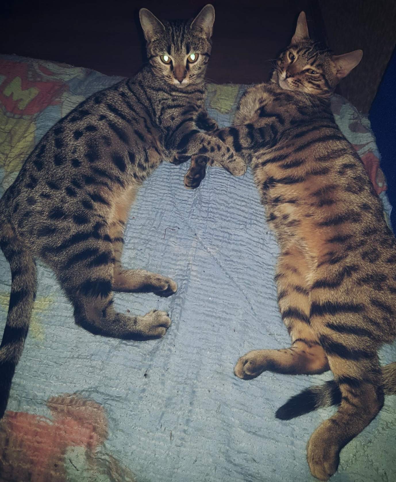 Post for those who want to have a Bengal. - Bengal cat, Big cats, Bengal, Longpost, cat