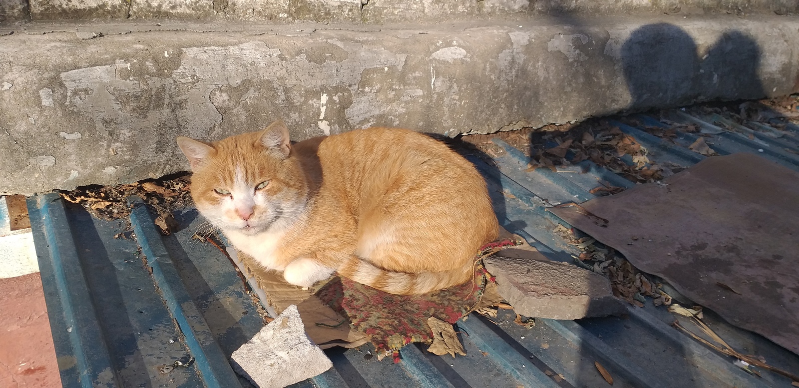 hachiko cat - My, cat, Hachiko