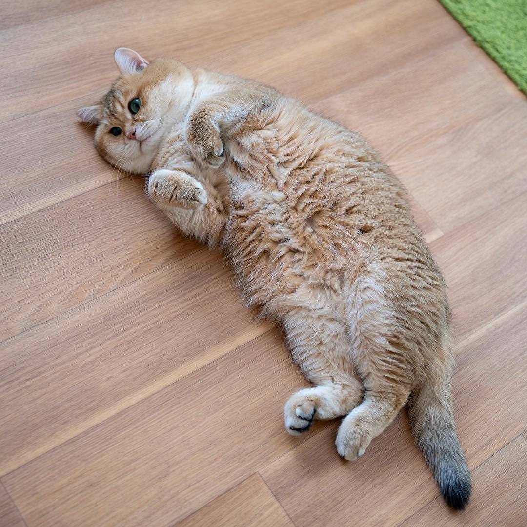 Chubby cat Hosiko - Hosico Cat, cat, Images, Video, Longpost