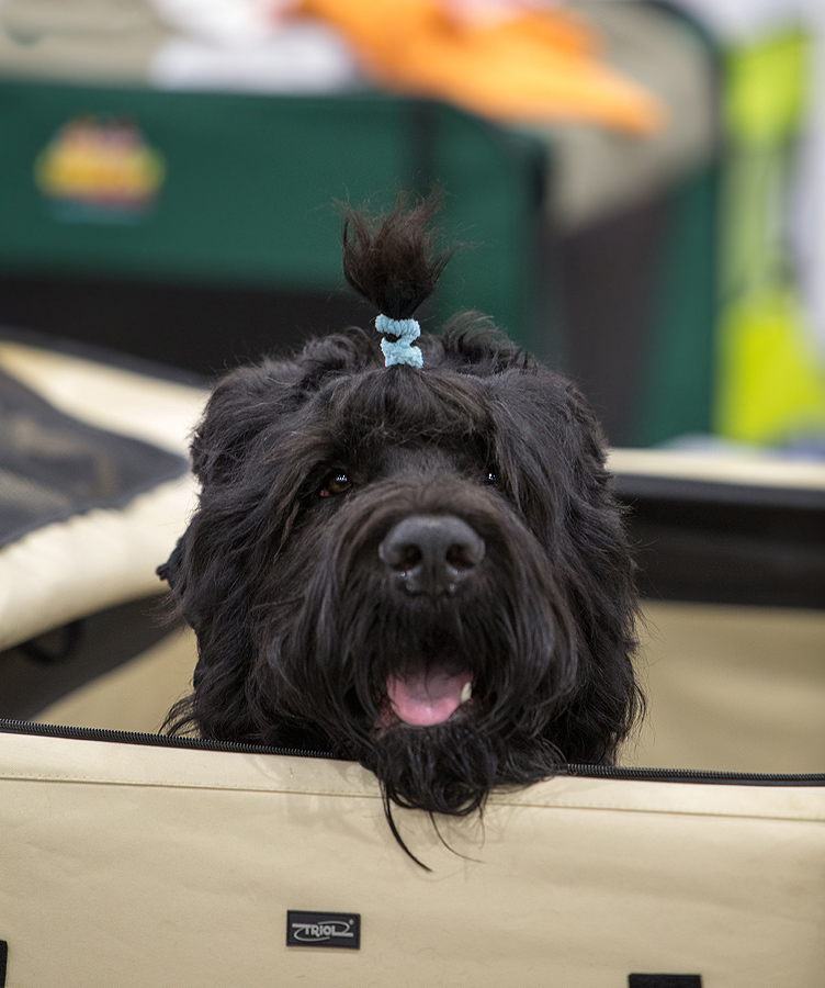 Spied at a dog show - My, Dog, Animals, The photo, Dog show, Dog days, Longpost