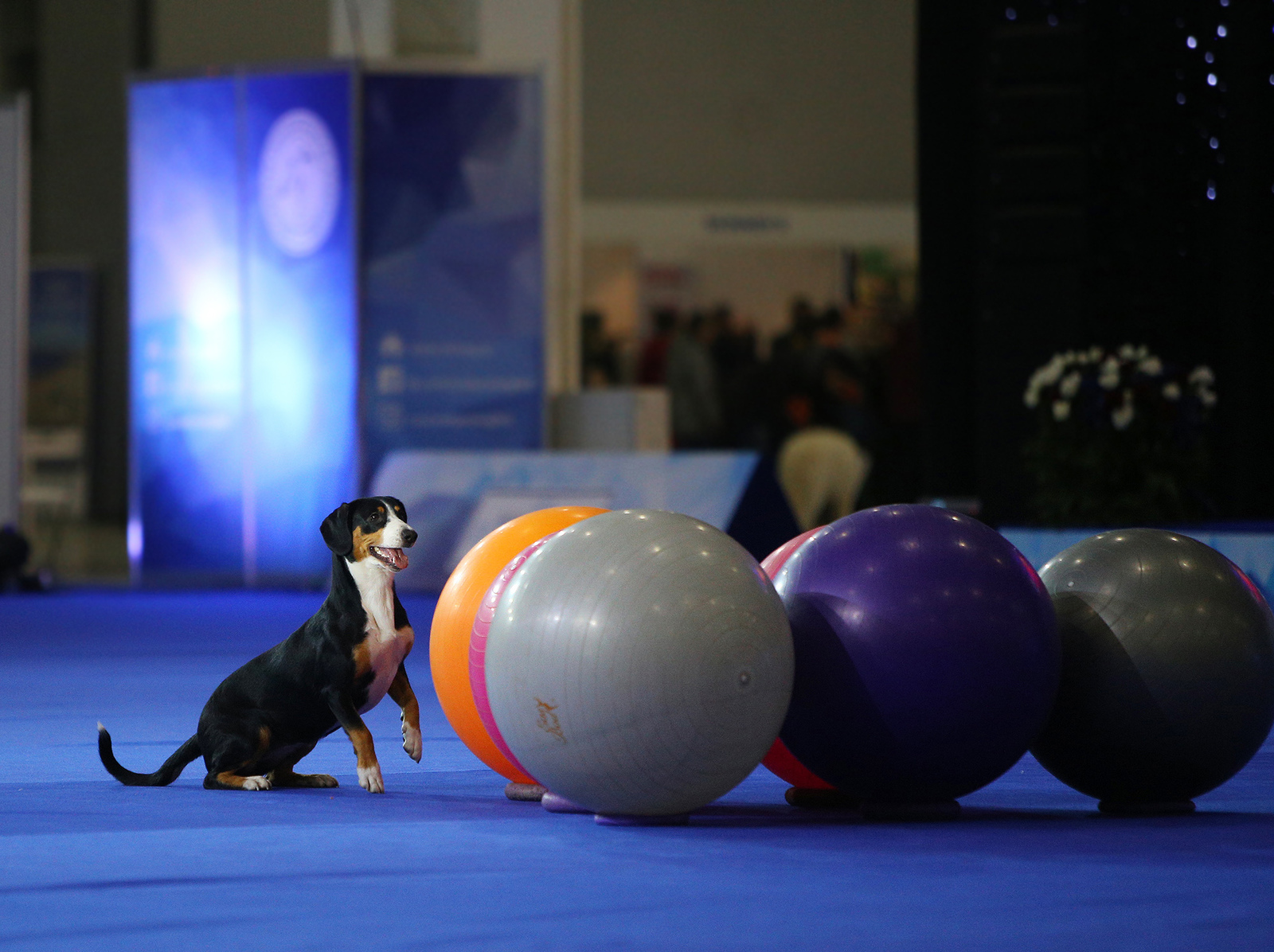 Spied at a dog show - My, Dog, Animals, The photo, Dog show, Dog days, Longpost