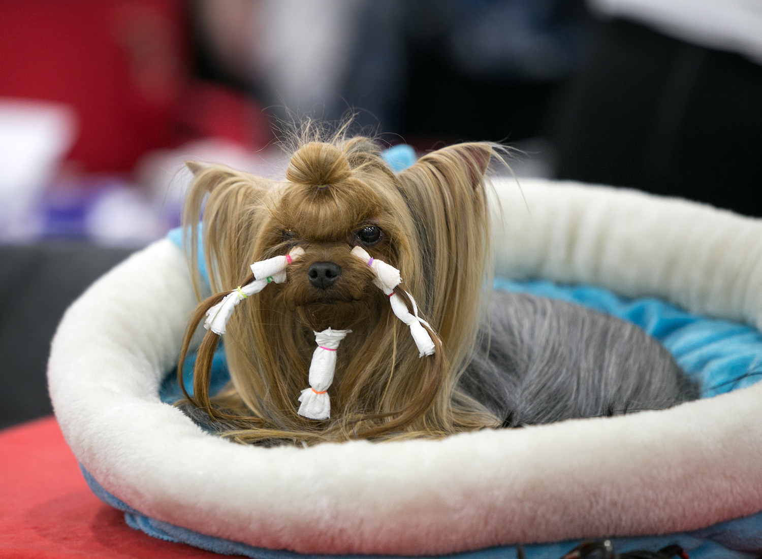 Spied at a dog show - My, Dog, Animals, The photo, Dog show, Dog days, Longpost