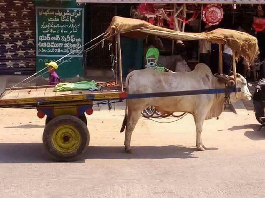 Even cattle can be treated like human beings - Cattle, Horse-drawn transport, Shed, Shadow, Cart