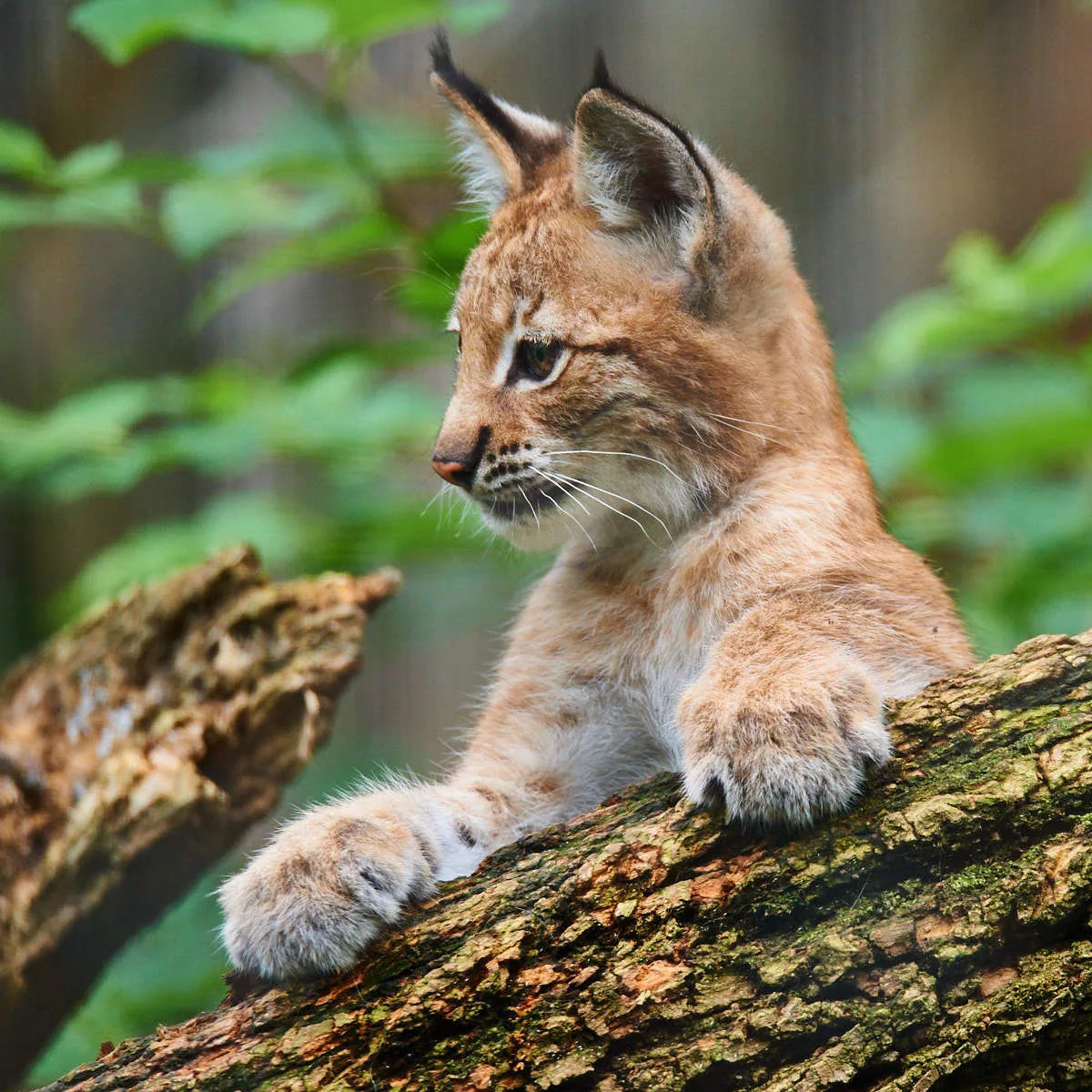 Curiosity - Lynx, Young, Animals, Lynx
