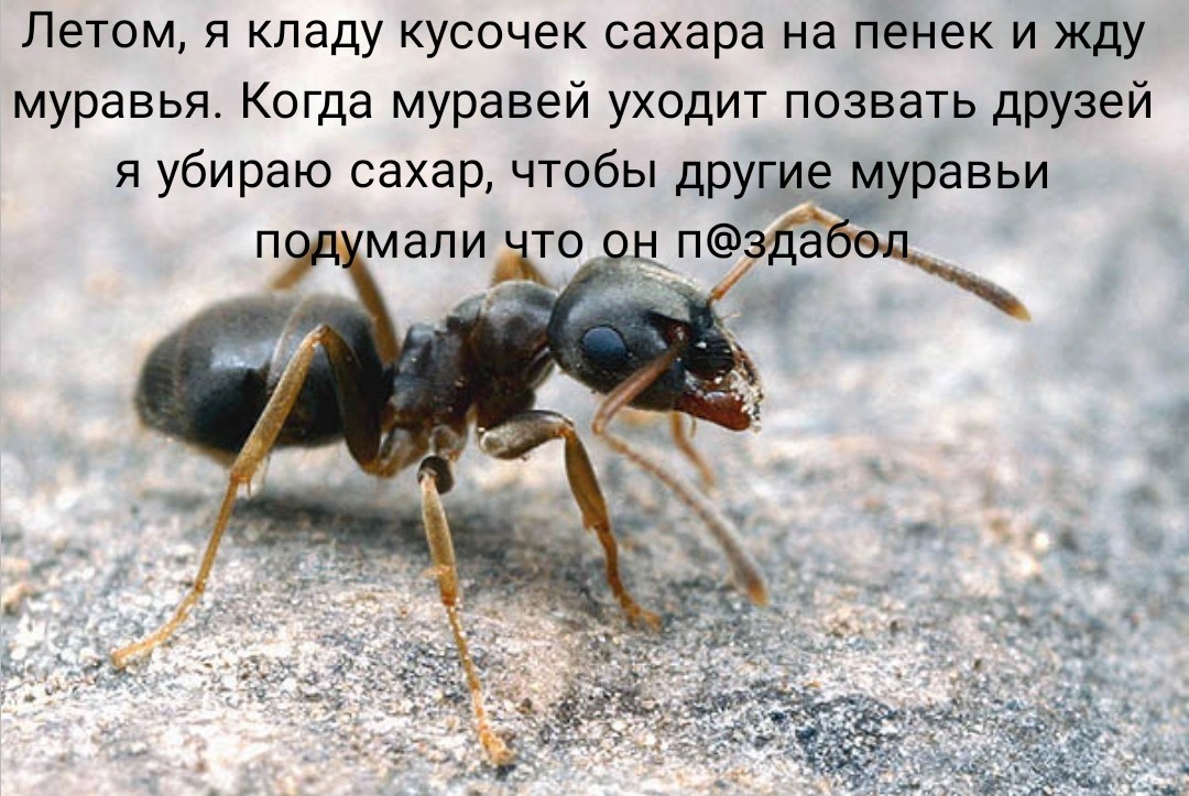 Stand - Picture with text, Ants, Joke