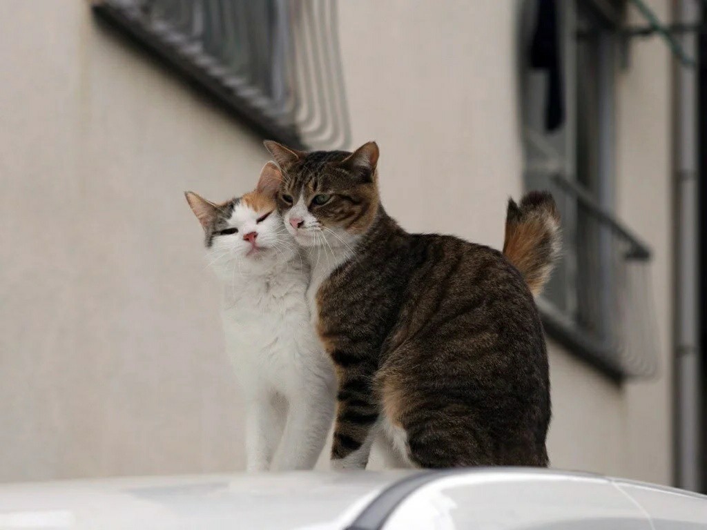 Real love!) - cat, Tricolor cat, Pets