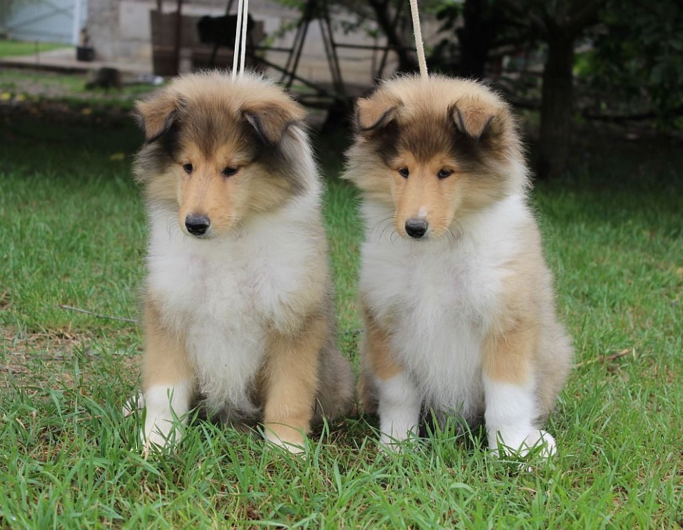 Buying a Collie puppy. - My, Collie, Purchase, Girl