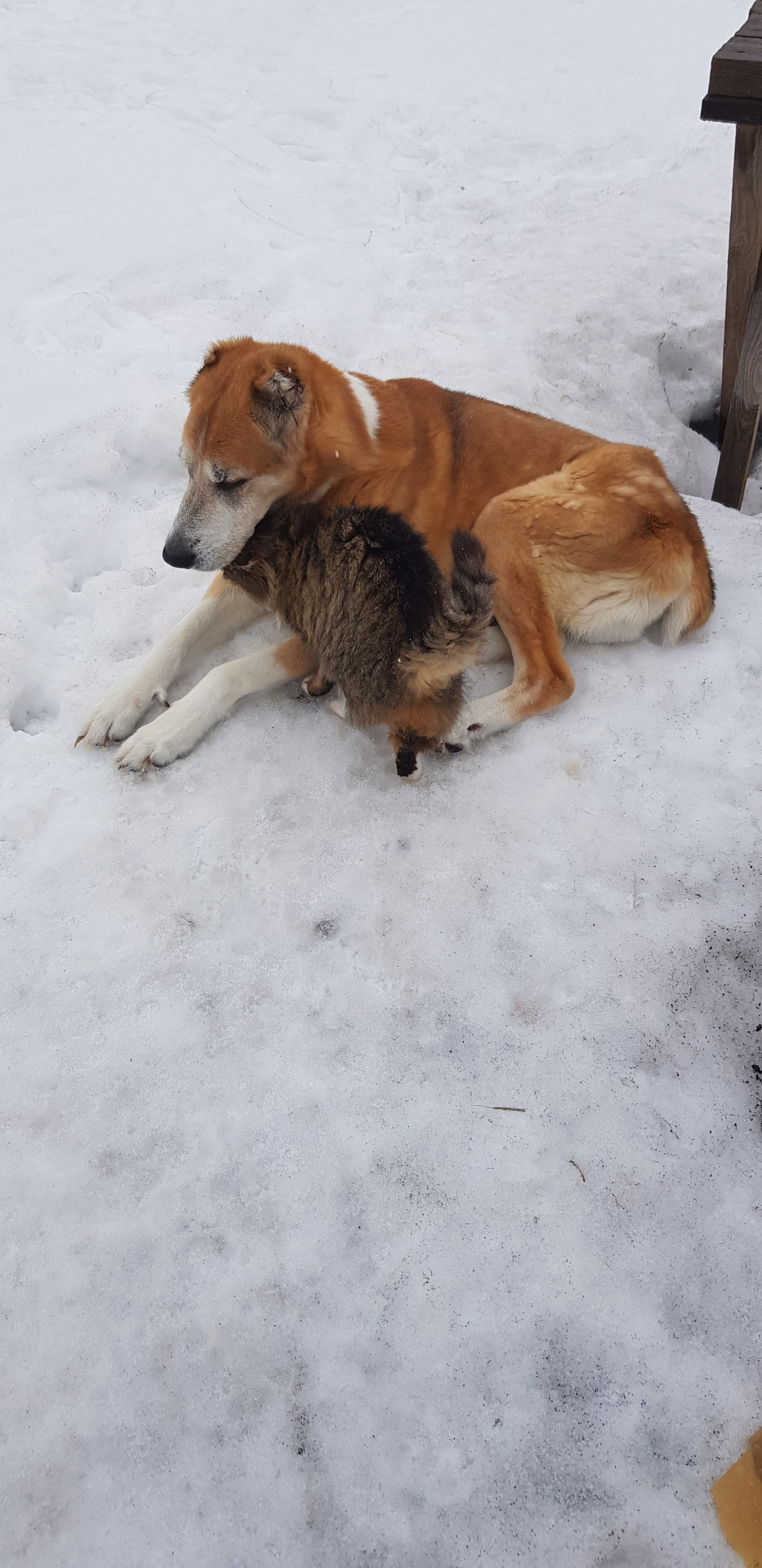 Buddies - My, friendship, Animals, cat, Dog