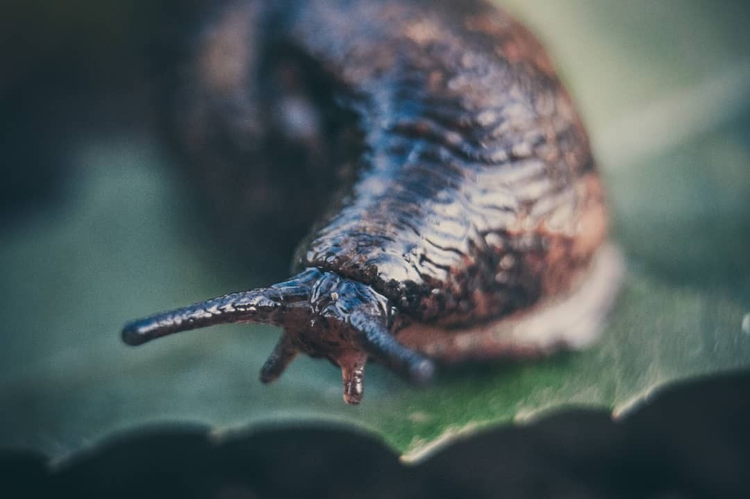 Mushroom and slug :) - My, Mushrooms, Slug, Macro, Macro photography, The photo, Slug